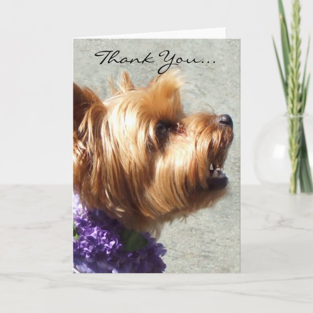 Carte de voeux de Yorkshire Terrier de Merci (Devant)