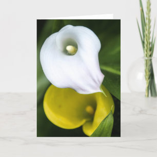 Carte de voeux de zantedeschia