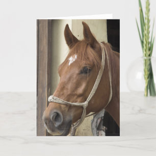 Carte de voeux des Chevaux arabes