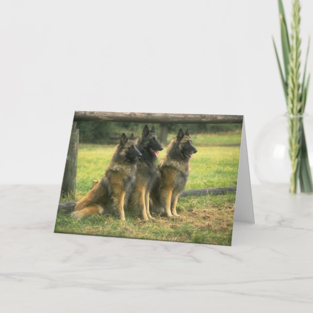 Carte de voeux des chiens bergers allemands (Devant)