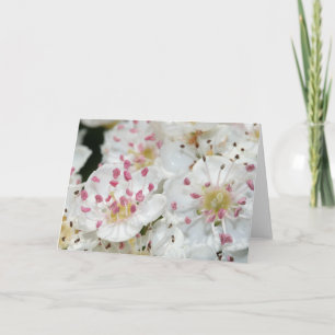 Carte de voeux des fleurs d'épines blanches