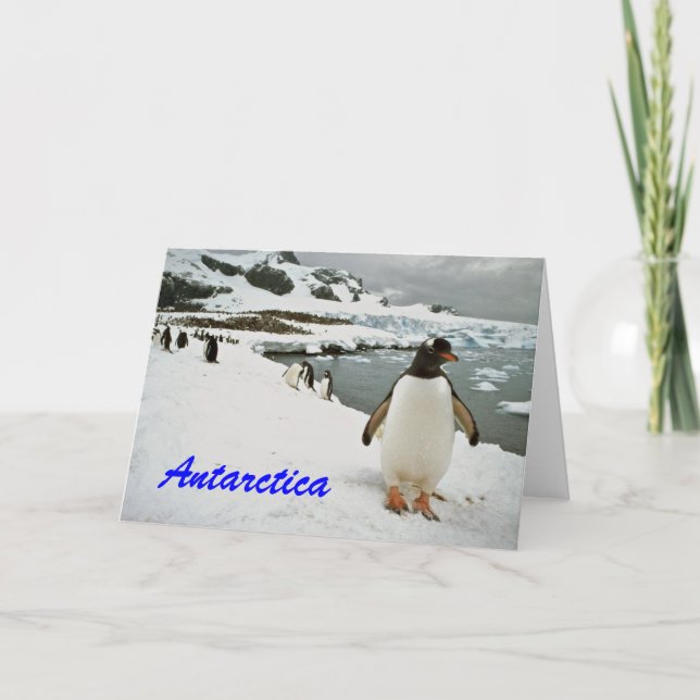 Carte de voeux des pingouins de l'Antarctique (Devant)