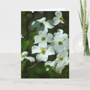 Carte de voeux Dogwood Flowers