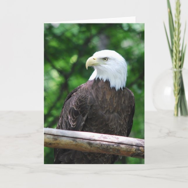 Carte de voeux d'oiseau d'Eagle chauve (Devant)