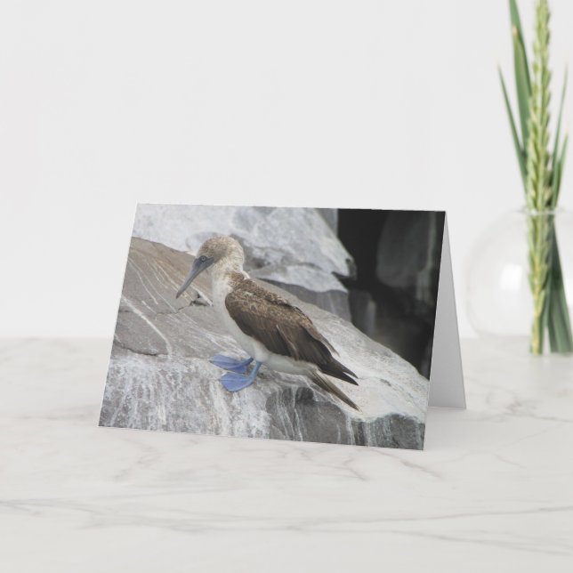 Carte de voeux d'oiseaux (Devant)