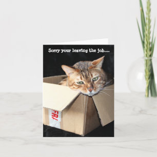 Carte de voeux du chat Bengale "Désolé de votre dé