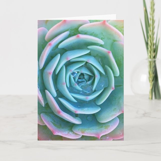 Carte de voeux Echeveria Imbricata Succulent (Devant)