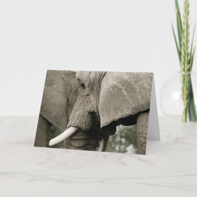Carte de voeux éléphant (Devant)
