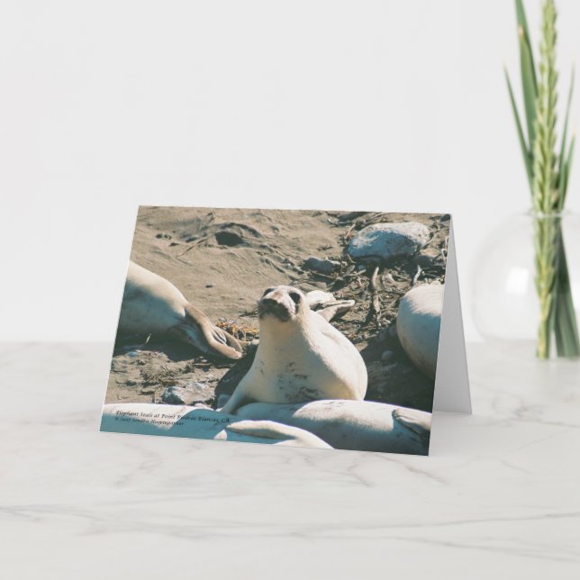 Carte de voeux Elephant Seals (Devant)