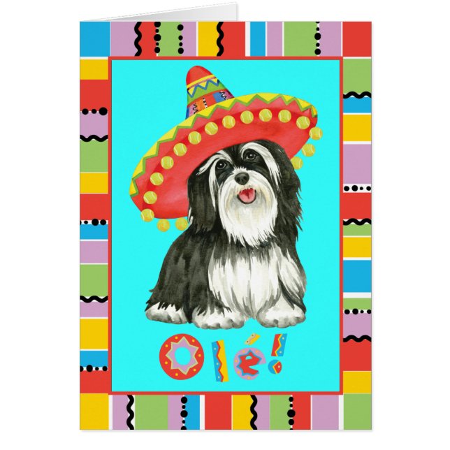 Carte de voeux Fiesta Havanese (Devant)