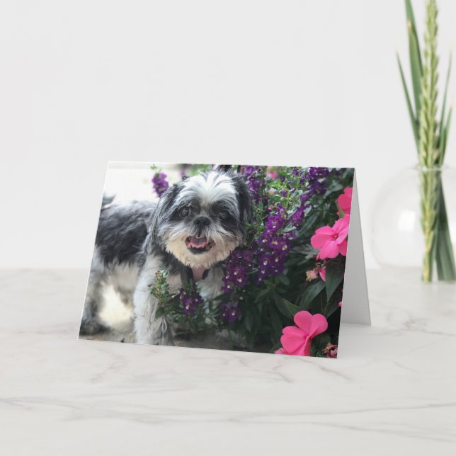 Carte de vœux Fille Shih Tzu (Devant)