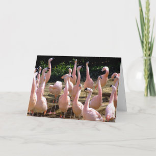 Carte de voeux Flamant rose