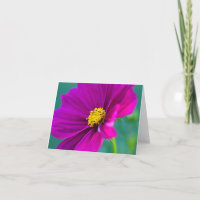 Carte de vœux fleur de Cosmos violette