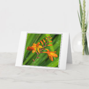 Carte de voeux Fleur orange humide