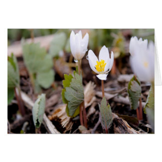 Carte de voeux Fleurs de printemps
