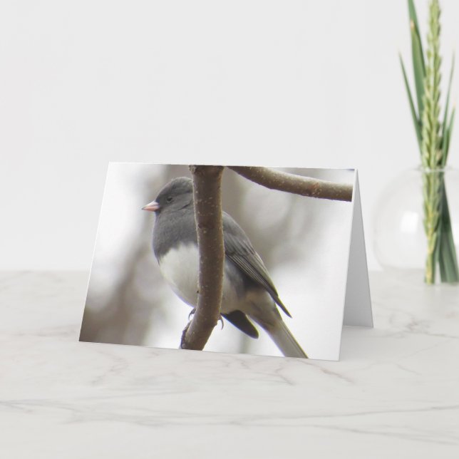 carte de voeux Foncé-eyed de Junco (Devant)