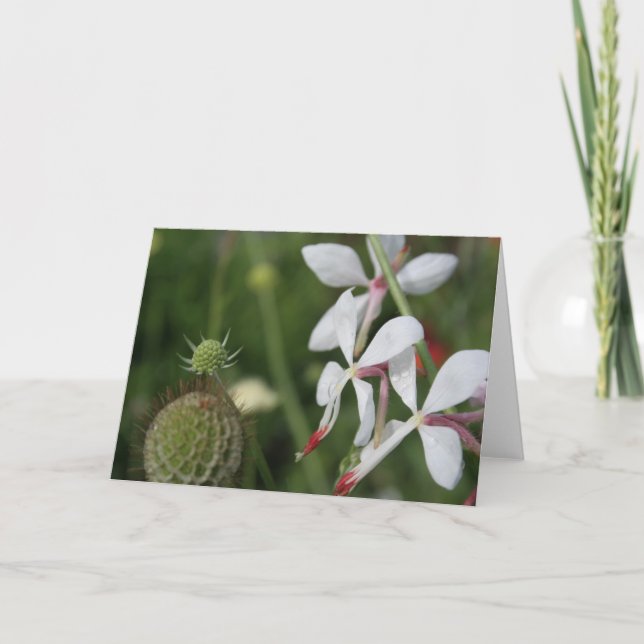 Carte de voeux Gaura Floral Photography (Devant)