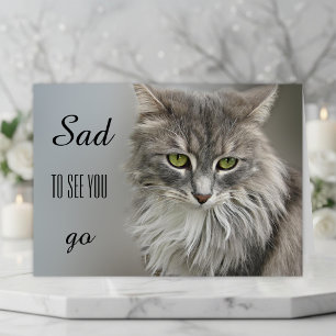 Carte de voeux Gray Cat Sympathy