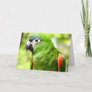 Carte de voeux Green Parrot 2
