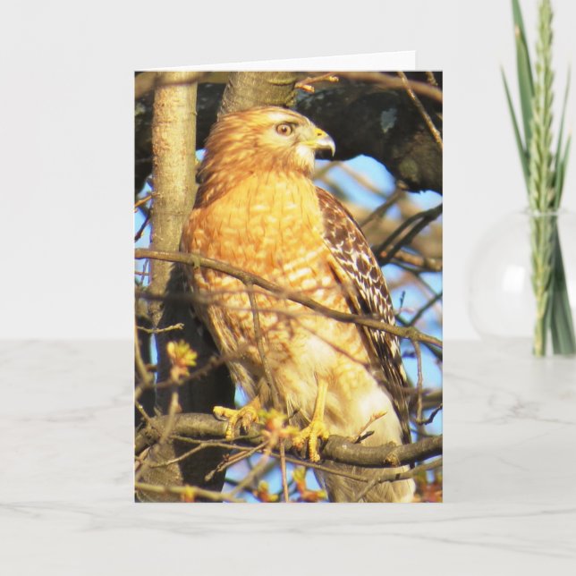 Carte de voeux Hawk à épaulettes (Devant)