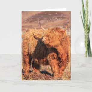 Carte de voeux Highland Cow