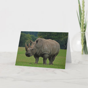 Carte de voeux Hippopotamus