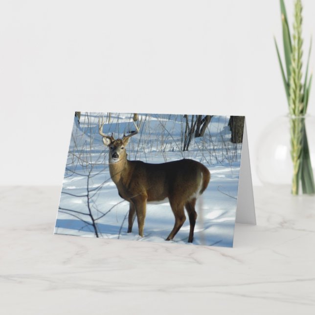 Carte de voeux hiver White Tail Deer (Buck) (Devant)
