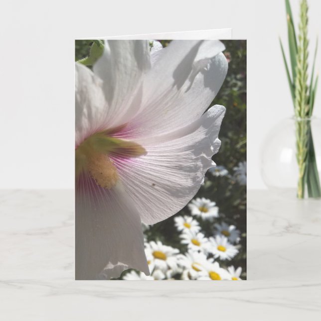 Carte de voeux Hollyhocks et Daisies (Devant)