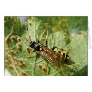 Carte de voeux Hoverfly