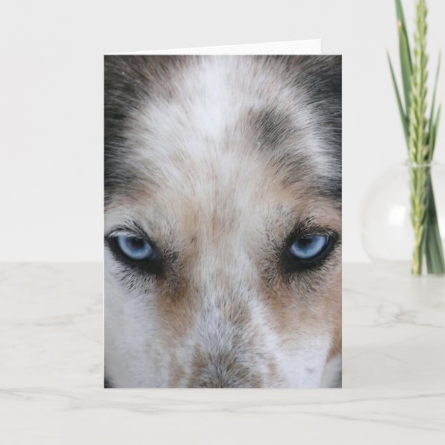 Carte de voeux Husky bleu yeux (Devant)