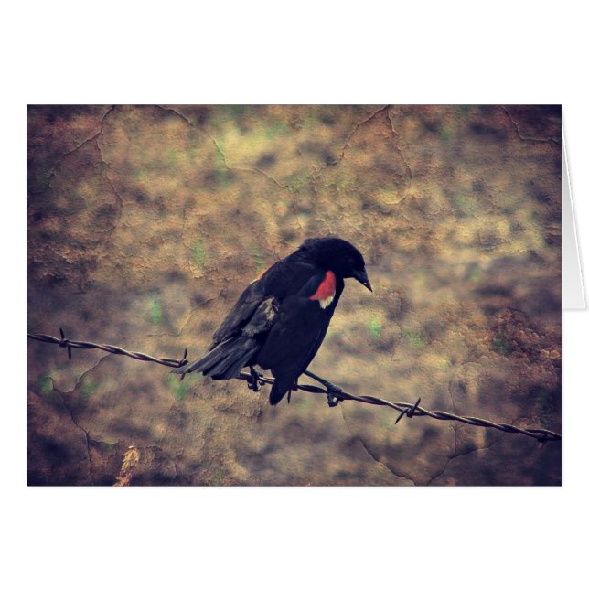 Carte de voeux intérieure Blank Red Winged Blackbi (Devant horizontal)