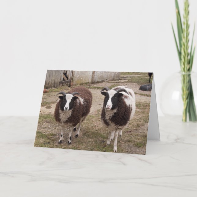 Carte de voeux Jacob Sheep (Devant)