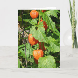 Carte de voeux japonaise Lanterns (vide à l'intéri