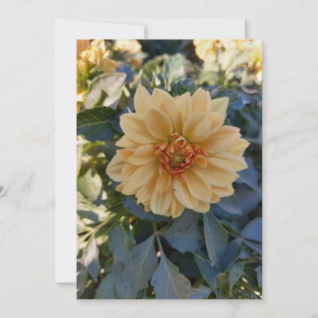 Carte de voeux jaune Dahlia Été Fleur Vierge (Devant)