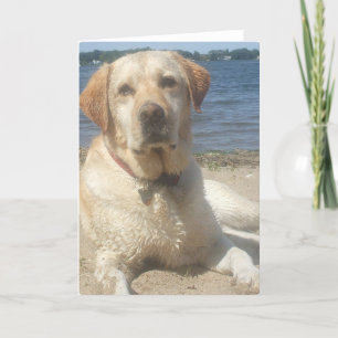 Carte de voeux jaune de labrador retriever