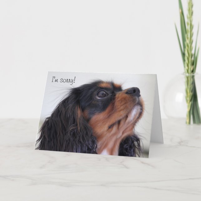 Carte de voeux - je suis désolé (Devant)