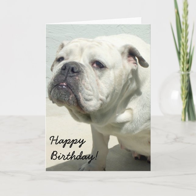 Carte de vœux Joyeux Anniversaire Bouledogue Blanc (Devant)