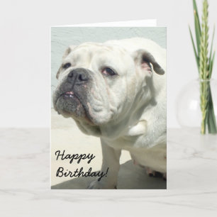 Carte de vœux Joyeux Anniversaire Bouledogue Blanc