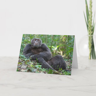 Carte de voeux Kibale Chimpanzee - "Lanjo"