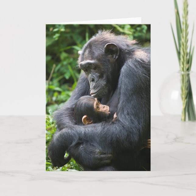 Carte de voeux Kibale Chimpanzee — "Parapluie mama (Devant)