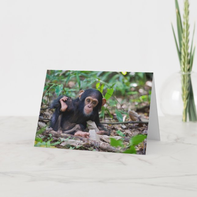 Carte de voeux Kibale Chimpanzee - Quiver (Devant)