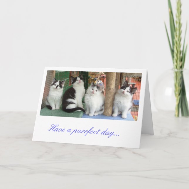 Carte de voeux : Kitten Line Up (Devant)