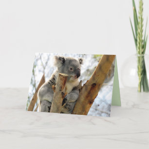 Carte de voeux Koala