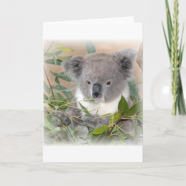 Carte de voeux Koala Bear (Devant)