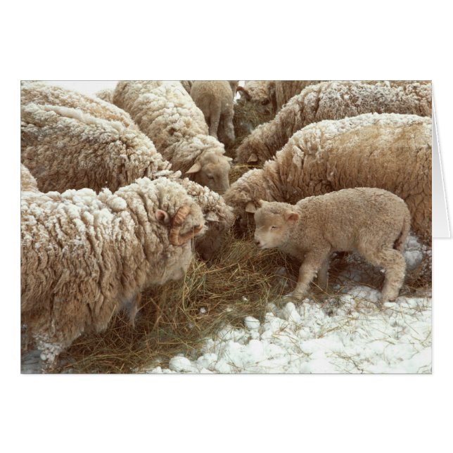 Carte de voeux Lamb (Devant horizontal)