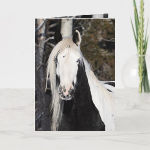 Carte de vœux - Le regard de la gitane