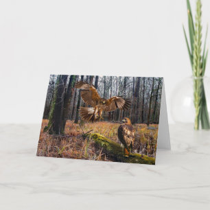 Carte de voeux "Les Hawks à queue rousse"