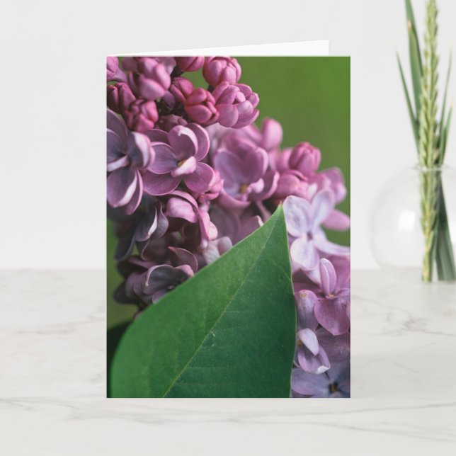 Carte de voeux lilas effarouchée (Devant)