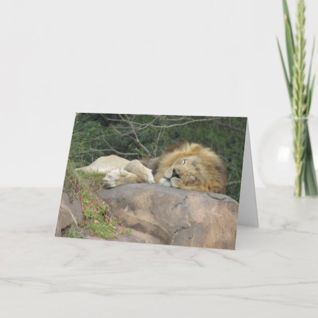 Carte de voeux Lion couché (Devant)