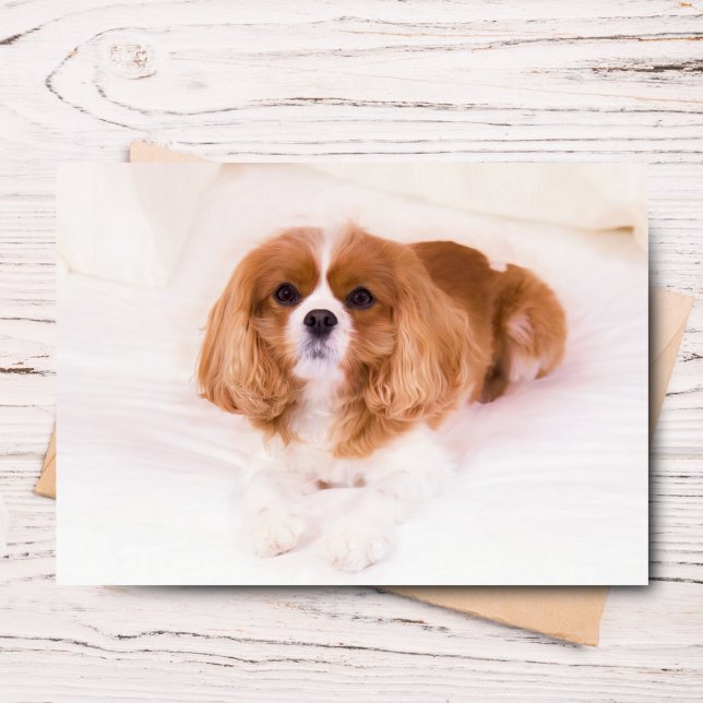 Carte de voeux Little Cavalier King Charles Spanie (Send joy with this adorable Sadie greeting card for any occasion.)